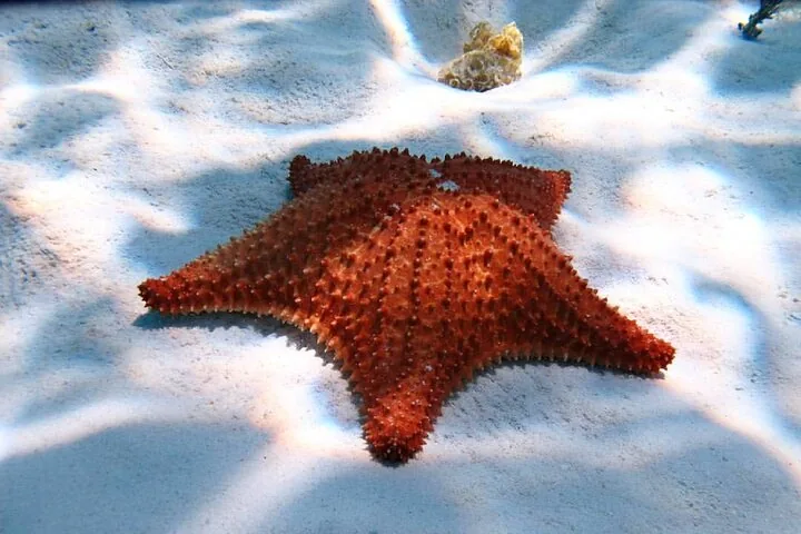 Unterwasser-Nahaufnahme eines großen roten Kissenseesterns, der auf dem sandigen Meeresboden ruht.