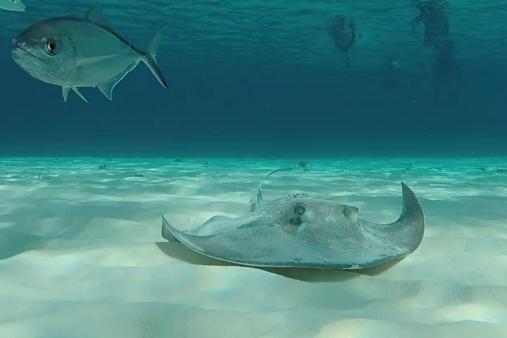 Ein Stachelrochen schwimmt über den weißen Sandboden in klarem blauem Wasser, begleitet von einem Fisch.